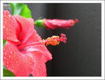 20051106hana1.jpg