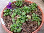 20051218hana1.jpg