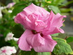 20060708hana1.jpg