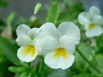 20060717hana2.jpg