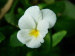 20060717hana3.jpg