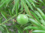 20060805hana1.jpg
