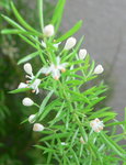 20060805hana2.jpg