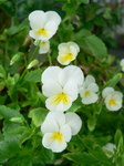 20070717hana1.jpg