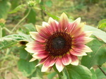20070729hana1.jpg