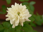 20070801hana1.jpg