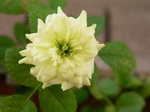 20070801hana2.jpg