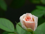 20070908hana1.jpg