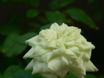 20070908hana2.jpg