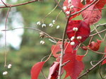 20051203hana2.jpg