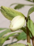 20060218hana1.jpg