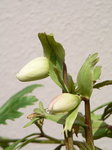 20060218hana2.jpg