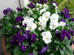 20060620hana2.jpg