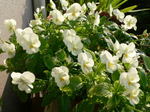 20060620hana3.jpg