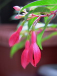 20060703hana1.jpg