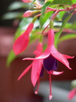 20060703hana2.jpg