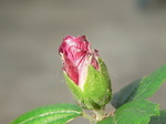 20060707hana.jpg