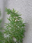 20060715hana2.jpg