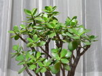 20060920hana1.jpg