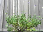 20060922hana2.jpg