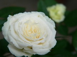 20070701hana1.jpg