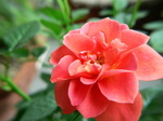 20070701hana2.jpg