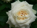 20070706hana2.jpg