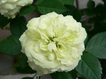 20070706hana3.jpg