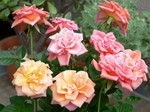 20070711hana1.jpg