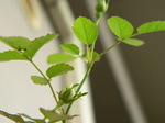 20070722hana2.jpg