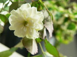 20070724hana.jpg