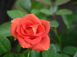 20070811hana.jpg