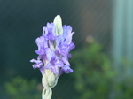 20070818hana.jpg