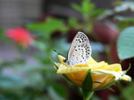 20070821hana.jpg