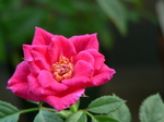 20070907hana.jpg