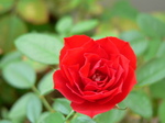 20070912hana.jpg