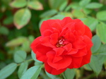 20070913hana.jpg