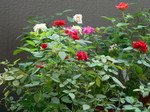 20070916hana1.jpg