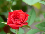 20070916hana2.jpg
